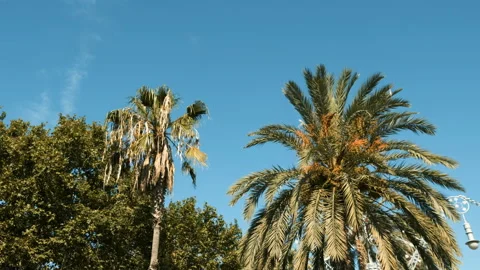 Palm trees on blue sky background in sunny Barcelona Video stock 130207139