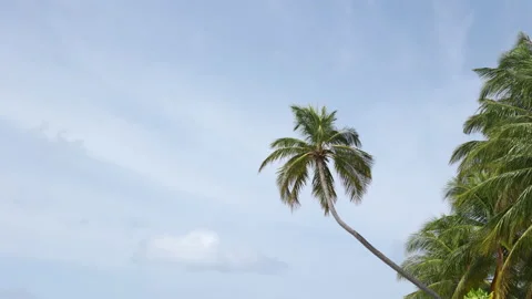 Palm Trees on a blue sky background. Slow Motion, Looking Up on a sunny day Stock Footage 168693441