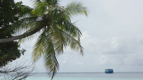 Palm Trees on a blue sky background. Slow Motion, Looking Up on a sunny day Stock Footage 168694703