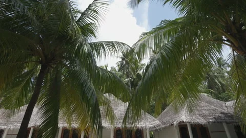 Palm Trees on a blue sky background. Slow Motion, Looking Up on a sunny day Stock Footage 168695217
