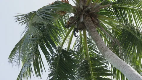 Palm Trees on a blue sky background. Slow Motion, Looking Up on a sunny day Stock Footage 168695467