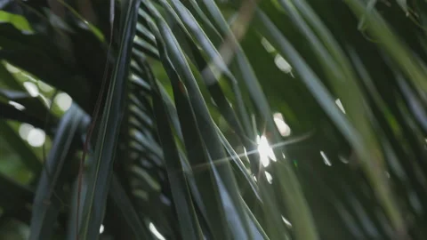 Palm Trees on a blue sky background. Slow Motion, Looking Up on a sunny day Stock Footage 168695568