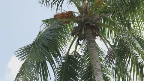 Palm Trees on a blue sky background. Slow Motion, Looking Up on a sunny day Stock Footage 168695661