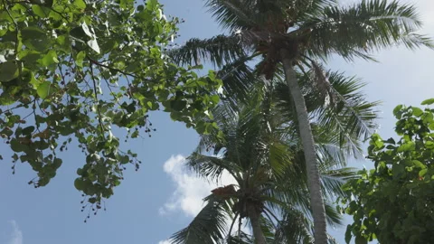 Palm Trees on a blue sky background. Slow Motion, Looking Up on a sunny day Stock Footage 168695699