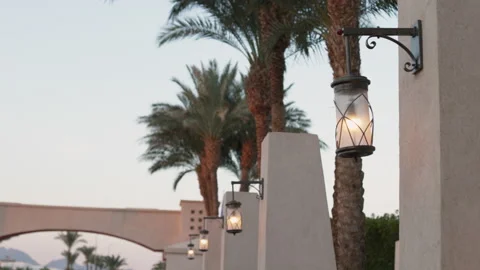 Palm Trees on a blue sky background. Slow Motion, Looking Up on a sunny day Stock Footage 169831697