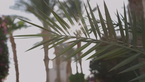 Palm Trees on a blue sky background. Slow Motion, Looking Up on a sunny day Stock Footage 169831700