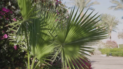 Palm Trees on a blue sky background. Slow Motion, Looking Up on a sunny day Stock Footage 169831744