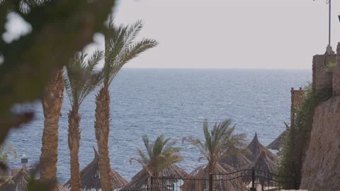 Palm Trees on a blue sky background. Slow Motion, Looking Up on a sunny day Stock Footage 169831779
