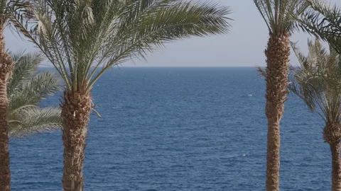 Palm Trees on a blue sky background. Slow Motion, Looking Up on a sunny day Stock Footage 169831873