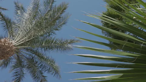 Palm Trees on a blue sky background. Slow Motion, Looking Up on a sunny day Stock Footage 169831931