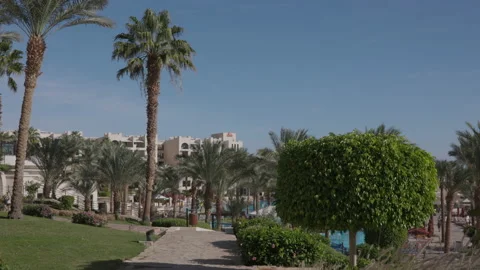 Palm Trees on a blue sky background. Slow Motion, Looking Up on a sunny day Stock Footage 169832196