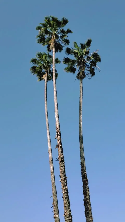 Palm trees with blue sky in the background Stock Footage 250438229