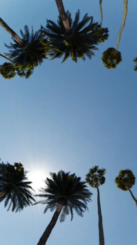 Palm trees on blue sky background Stock Footage 277349636