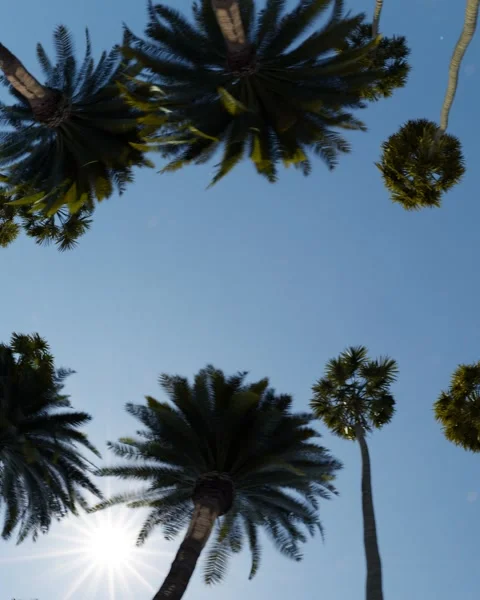 Palm trees on blue sky background Stock-Footage 277350169