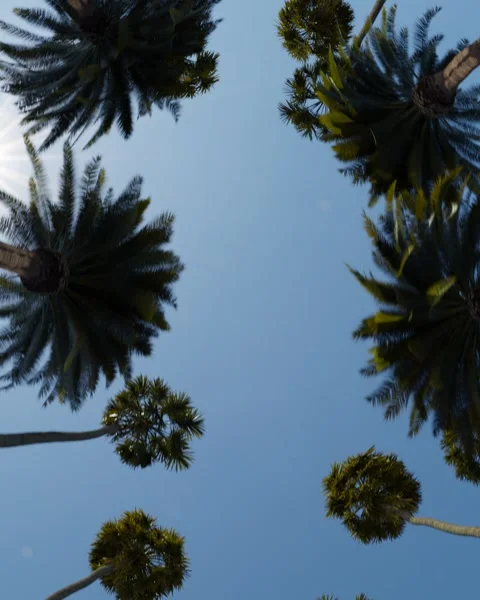 Palm trees on blue sky background Stock Footage 277350319