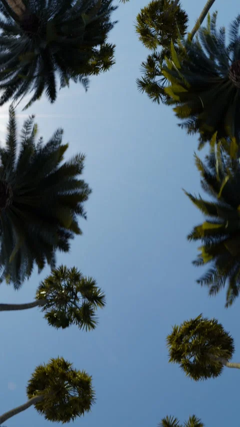 Palm trees on blue sky background Stock Footage 277350781