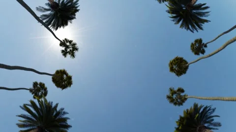 Palm trees on blue sky background Stock Footage 277351328