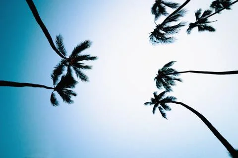 Palm trees with blue sky background Stock Photos