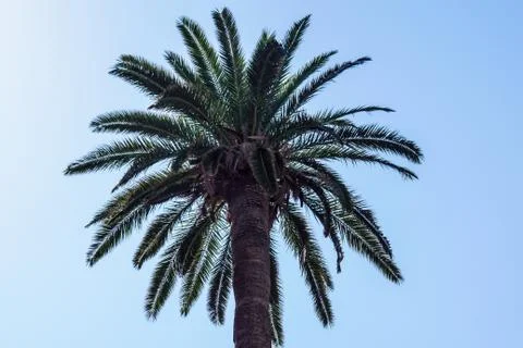 Palm trees on blue sky background, vintage look style Stock Photos