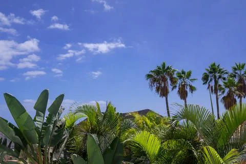 Palm trees on blue sky background on a sunny day with copy space for text Stock-Fotos