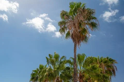 Palm trees on blue sky background on a sunny day with copy space for text Stock-Fotos