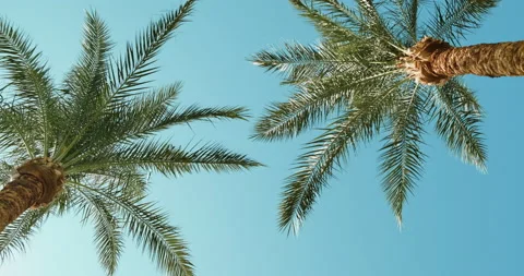 Palm trees in blue sky in backlit summer sunlight, bottom up view. Green palm 스톡 동영상 150738737