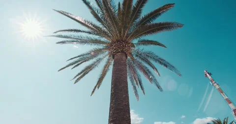Palm trees in blue sky in backlit summer sunlight, bottom up view Stock Footage 220208328