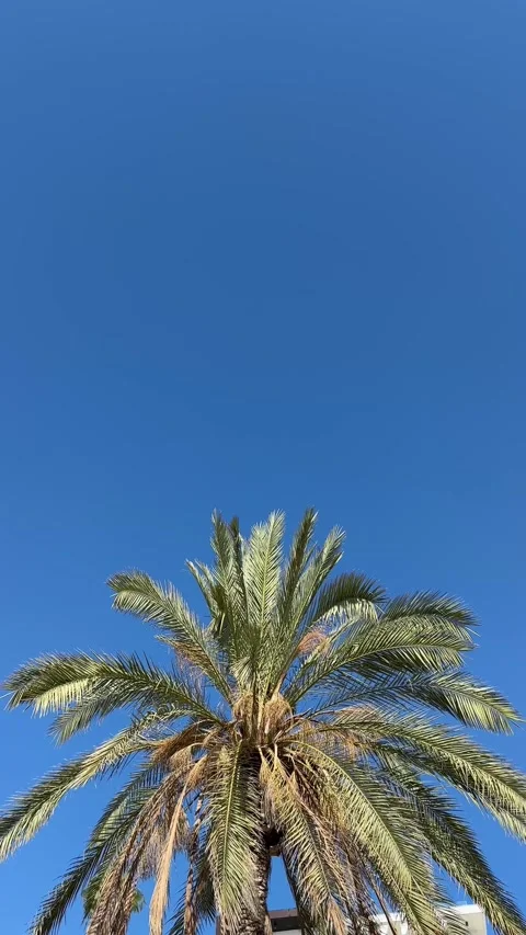 Palm trees in blue sky in backlit summer sunlight, bottom up view. Green palm le Stock Footage 256904703