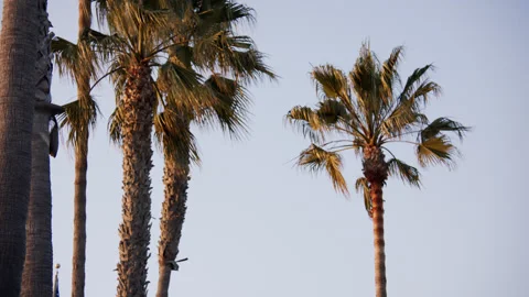 Palm Trees Blue Sky Beach Stock Footage 172004753