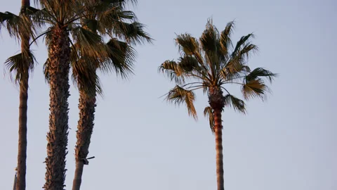 Palm Trees Blue Sky Beach Stock Footage 172004965