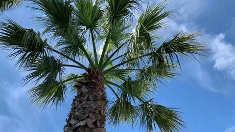 Palm trees blue sky bottom view Stock Footage 112439140