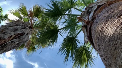 Palm trees blue sky bottom view Vídeos de archivo 112595722
