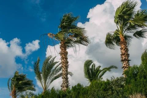 Palm trees blue sky clouds 写真素材