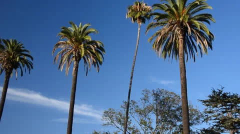 Palm trees With a Blue Sky Stock Footage 25940799