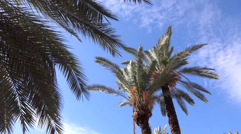 Palm trees blue sky Stock-Footage 33741079