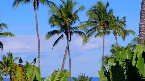 Palm Trees with Blue Sky. Stock Footage 69190494