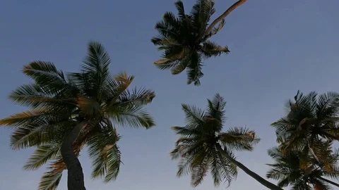 Palm Trees With Blue Sky Stock-Footage 82442714