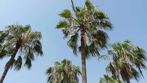 Palm Trees with Blue Sky Stock Footage 86591571