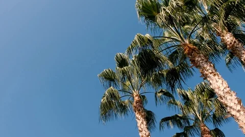 Palm Trees With Blue Sky Stock Footage 118276153