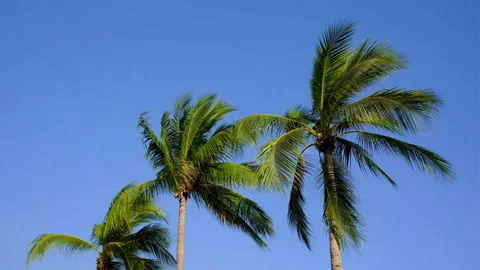 Palm Trees Blue Sky Stock Footage 138875179