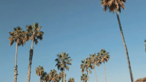 Palm Trees on a blue sky Stock Footage