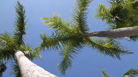 Palm trees in a blue sky Stock Footage