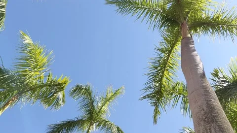 Palm trees in a blue sky Stock Footage 143943270