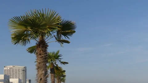 Palm trees &amp; blue sky - Hotel Neptune in Warnemünde/Rostock in background Stock Footage 139917467