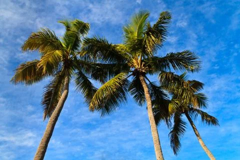 Palm trees before blue sky Stock Photos
