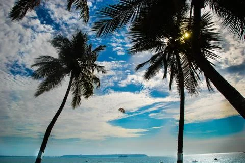 Palm trees with blue sky Stock Photos