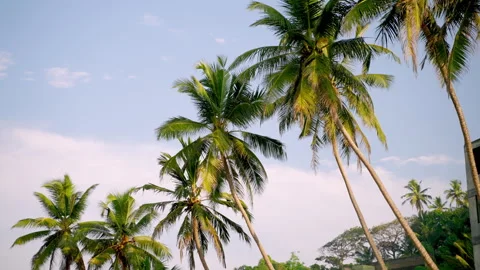 Palm trees in blue sky with white cloud on tropical island, bottom up view Stock Footage 261127052