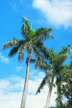 Palm trees in the blue sunny sky. Stock Photos