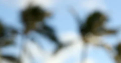 Palm trees blurred out blowing in the wind. Stock Footage 171525596