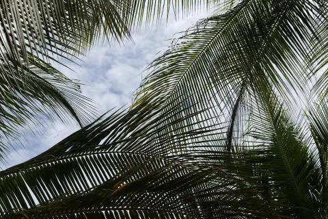 Palm trees in Boracay Stock Photos